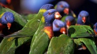 The Rainbow Lorikeets, roosting like starlings, were already squawking in the Pandana palms and bottle-brush trees by the beach right in front of our window when the phone rang. It […]
