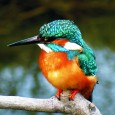 In a brief but dazzling flash of sumptuous vermilion and aquamarine, the kingfisher was gone, darting out of sight beneath the willows which brush the cool, clear waters of the […]